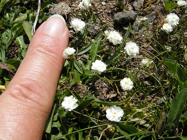 minuscole rosette bianche